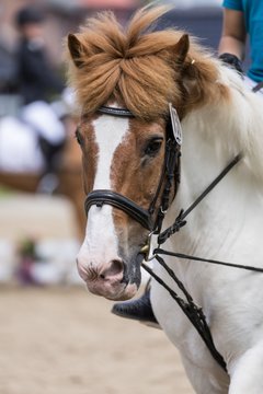Bild 151 - Pony Akademie Turnier